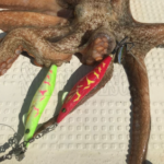 Caccia ai polpi con il Tako Eging - immagine 4