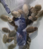 Eging alle seppie - immagine 2